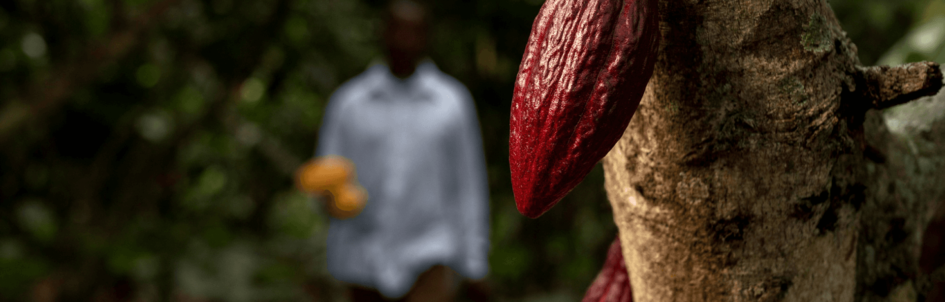 Cacao background